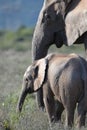 Addo National Elephant Park, South Africa - Elephants Royalty Free Stock Photo