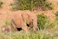 Elephants Tsavo East National Park Royalty Free Stock Photo