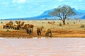 Elephants Tsavo East Royalty Free Stock Photo