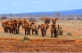 Elephants Tsavo East Royalty Free Stock Photo