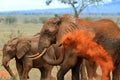 Elephants Tsavo East Royalty Free Stock Photo