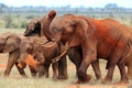 Elephants Tsavo East Royalty Free Stock Photo