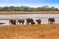 Elephants Tsavo East National Park Royalty Free Stock Photo