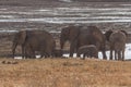 Elephants Tsavo East National Park Royalty Free Stock Photo