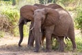 Elephants Tsavo East National Park Royalty Free Stock Photo