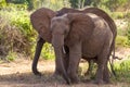 Elephants Tsavo East National Park Royalty Free Stock Photo