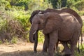 Elephants Tsavo East National Park Royalty Free Stock Photo