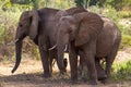 Elephants Tsavo East National Park Royalty Free Stock Photo