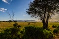 Elephants Tsavo East National Park in Kenya Royalty Free Stock Photo