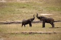 Elephants in Tsavo East Park Royalty Free Stock Photo