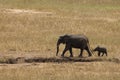 Elephants in Tsavo East Park Royalty Free Stock Photo