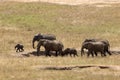 Elephants in Tsavo East Park Royalty Free Stock Photo