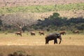 Elephants in Tsavo East Park Royalty Free Stock Photo