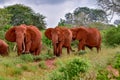 Elephants in the Tsavo East and Tsavo West National Park i