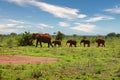 Elephants in the Tsavo East and Tsavo West National Park onal Park Royalty Free Stock Photo