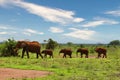 Elephants in the Tsavo East and Tsavo West National Park onal Park Royalty Free Stock Photo