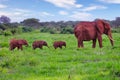 Elephants in the Tsavo East and Tsavo West National Park onal Park Royalty Free Stock Photo