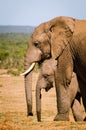 Elephants tusk proboscis. Addo elephants park, South Africa wildlife photoghraphy