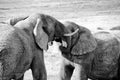 Elephants tussle Royalty Free Stock Photo