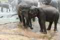 Elephants two in Sri lanka Royalty Free Stock Photo