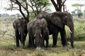 Elephants under a tree. Royalty Free Stock Photo