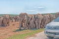 Elephants waiting to cross the road blocked by tourist cars