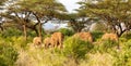 Elephants walk through the jungle amidst a lot of bushes Royalty Free Stock Photo