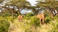 Elephants walk through the jungle amidst a lot of bushes Royalty Free Stock Photo
