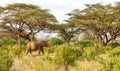 Elephants walk through the jungle amidst a lot of bushes Royalty Free Stock Photo