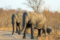 Elephants walking across a dirt tracik road in Hwange National Park Royalty Free Stock Photo