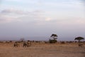 Elephants walking in Ambosli national park with glimpse of Mount Kilimanjaro peak at the backdrop, Kenya Royalty Free Stock Photo