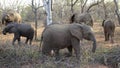 Elephants walking around during a safari Royalty Free Stock Photo