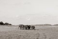 Elephants walking away