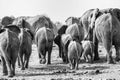 Elephants walking away Royalty Free Stock Photo