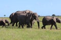 Elephants Walking With Baby Calfs