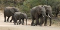 Elephants walking on dirt road Royalty Free Stock Photo