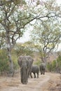 Elephants walking down a dirt road. Royalty Free Stock Photo