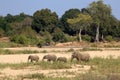 Elephants walking in a dry river bed in Kruger National Park, South Africa Royalty Free Stock Photo