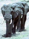 Elephants walking in line