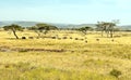 Elephants walking