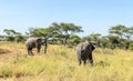 Elephants walking Royalty Free Stock Photo