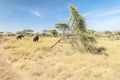 Elephants walking Royalty Free Stock Photo