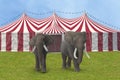 Elephants walking outside a circus tent