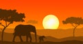 Elephants walking in sunset