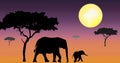 Elephants walking in sunset Royalty Free Stock Photo