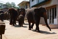 Elephants walking to the Maha Oya River. Pinnawala Elephant Orphanage. Sri Lanka