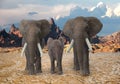 3 elephants walking towards the camera Royalty Free Stock Photo