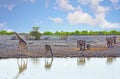 Elephants walking towards a waterhole while two giraffe are drinking