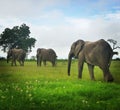 Elephants walking Royalty Free Stock Photo