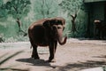 Elephants walking in the zoo